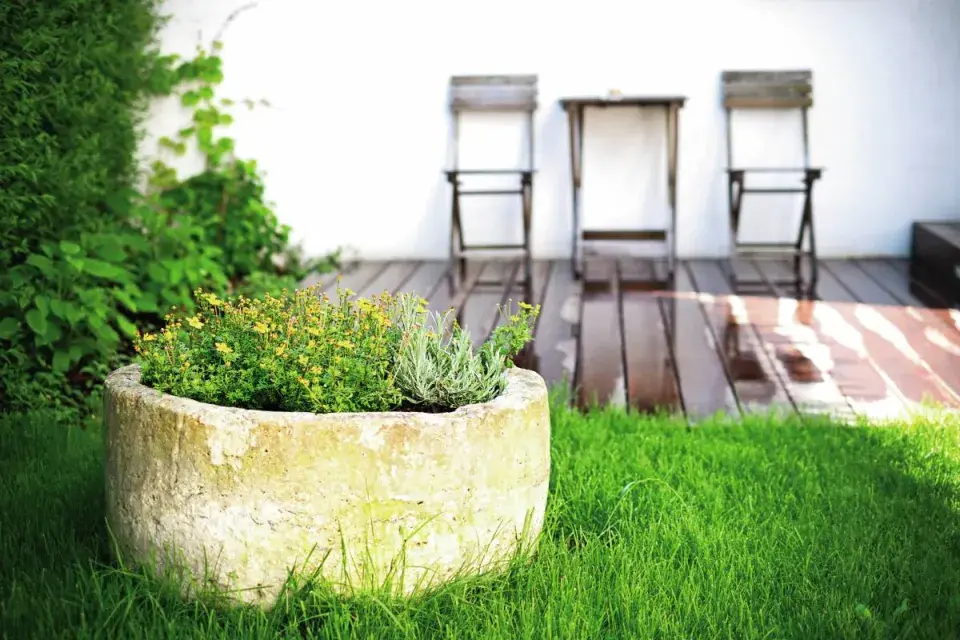 Původní české trvalky