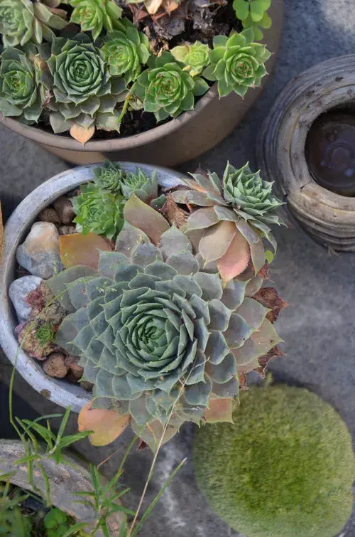 Netřesky v květináči