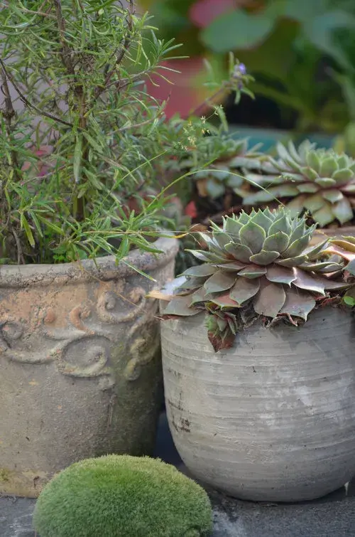 Rostliny v dekorativních květináčích