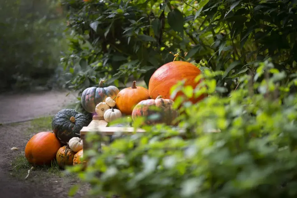 Dýně různých barev a tvarů