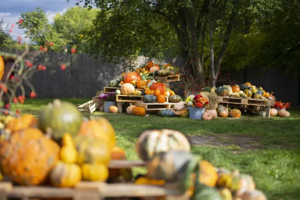 Dýně vystavené na paletách