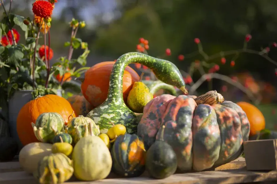 Různé druhy dýní