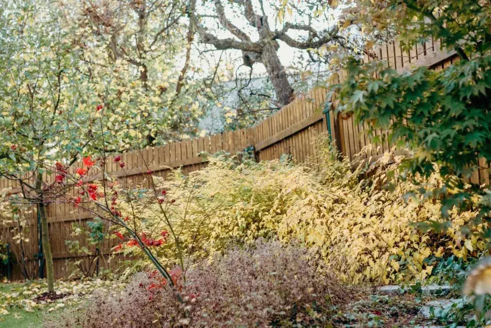 Podzimně zbarvené keře