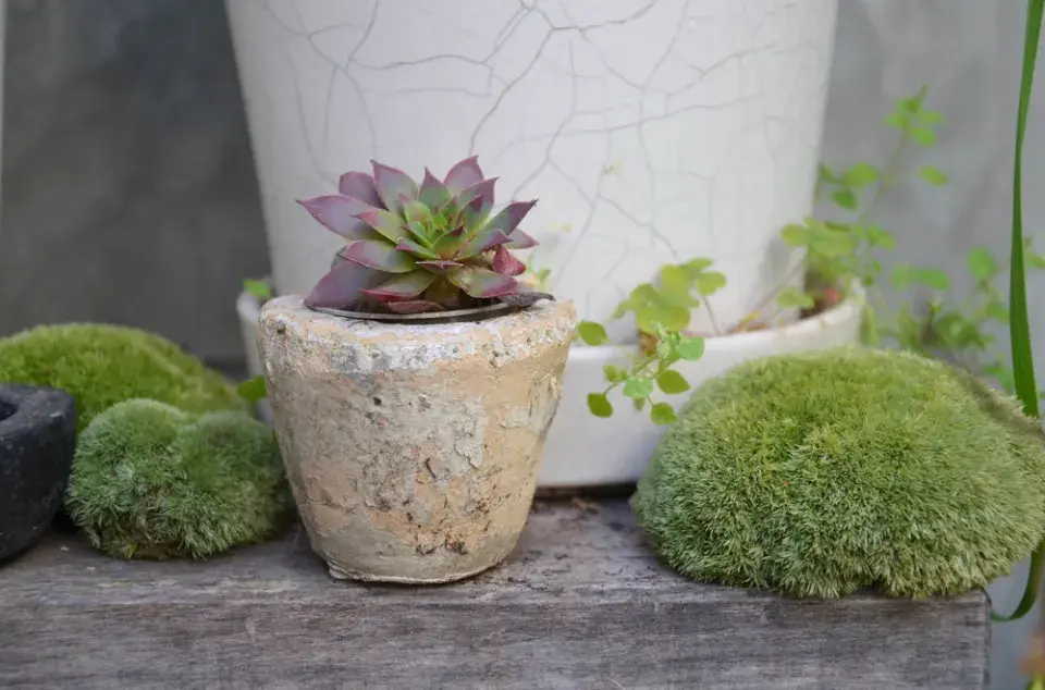 Květináče, netřesky a mechy