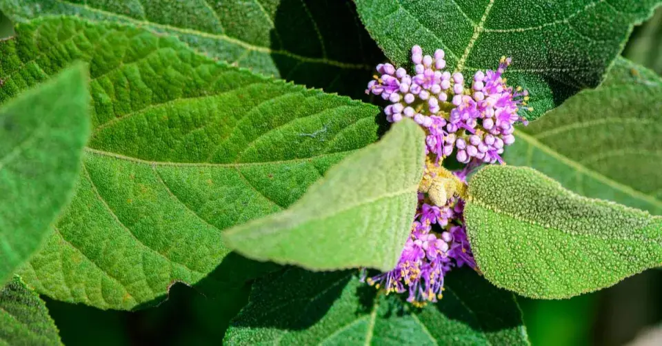 Krásnoplodka Bodinierova