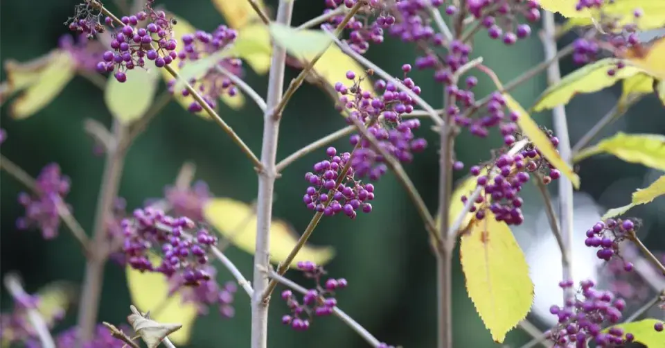 Krásnoplodka Bodinierova