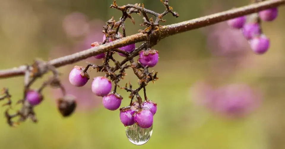Krásnoplodka Bodinierova