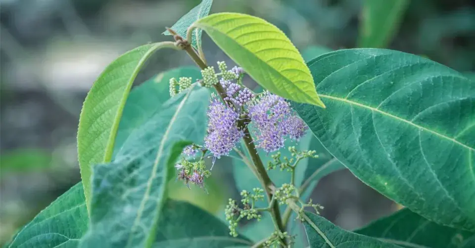 Krásnoplodka Bodinierova