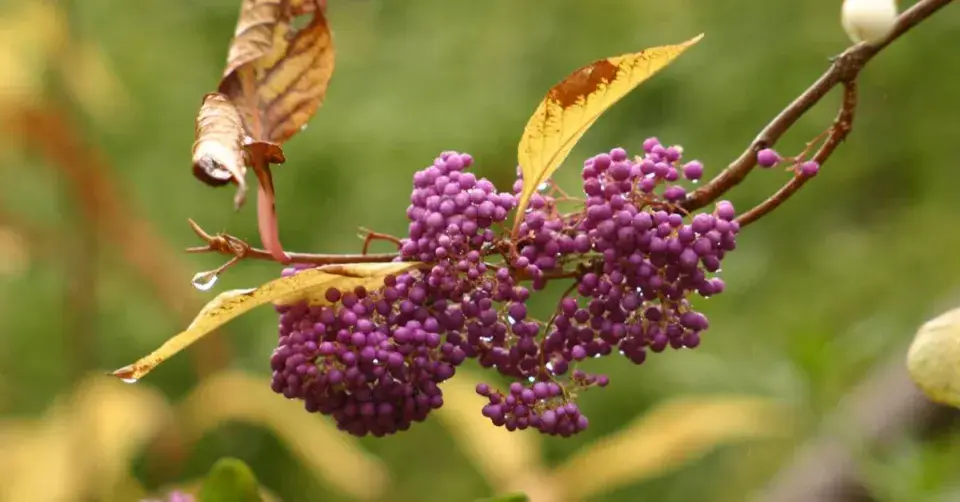 Krásnoplodka Bodinierova