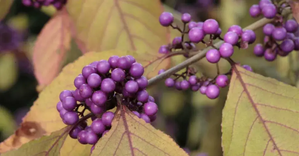 Krásnoplodka Bodinierova