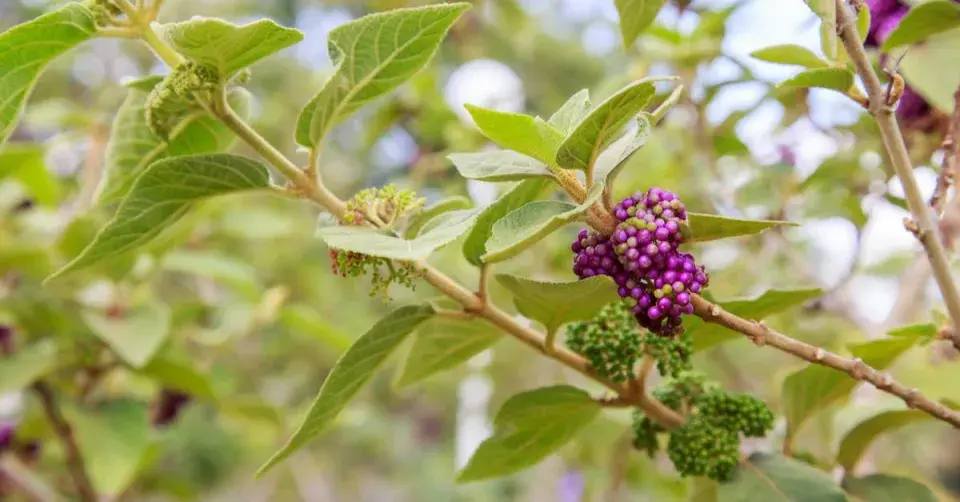 Krásnoplodka Bodinierova