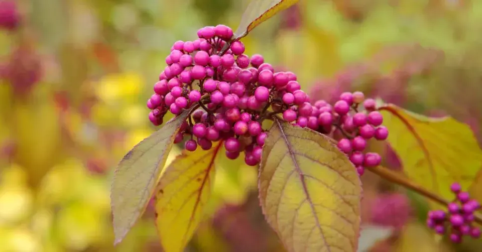 Krásnoplodka Bodinierova