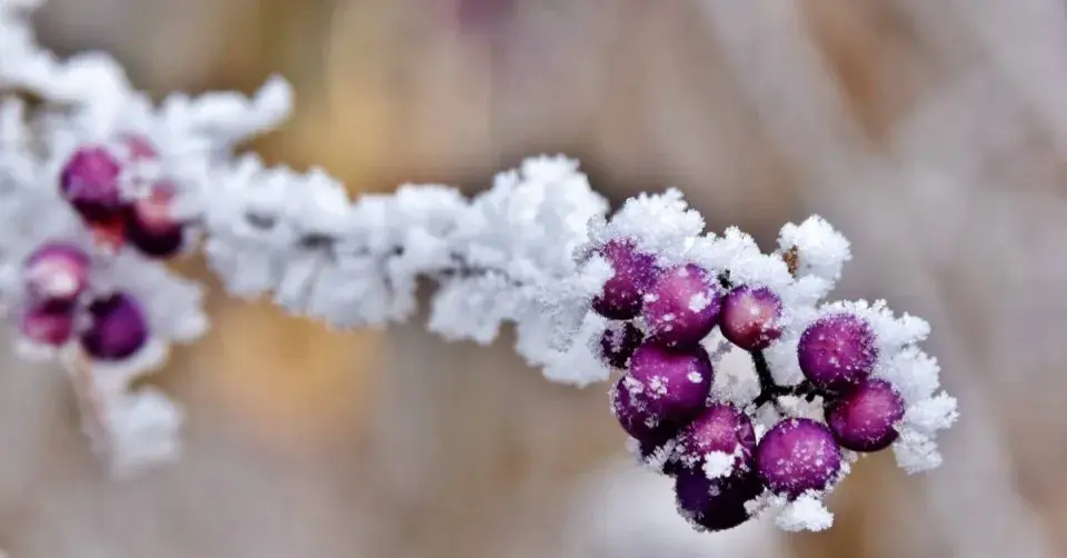 Krásnoplodka Bodinierova