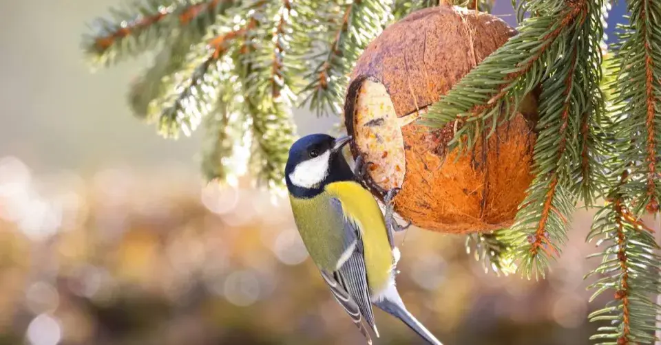 Krmítko ve skořápce kokosu
