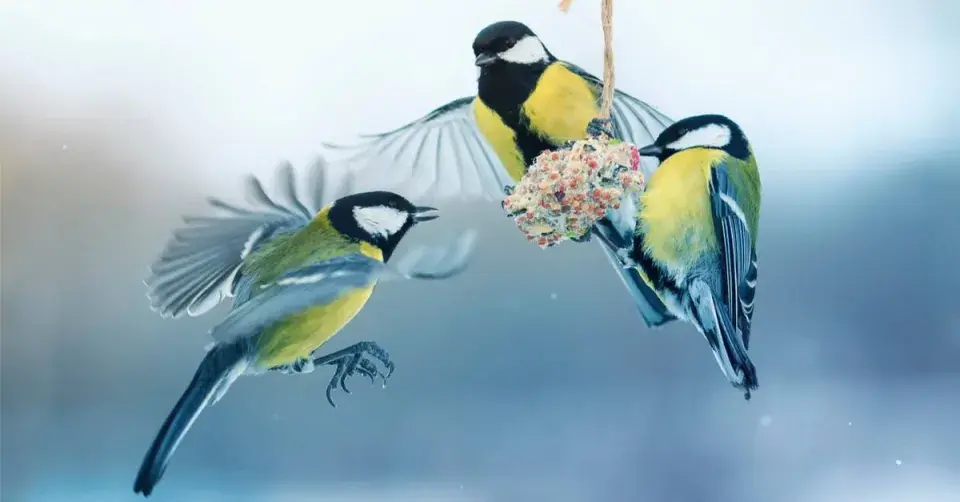 Sýkory koňadry na krmítku