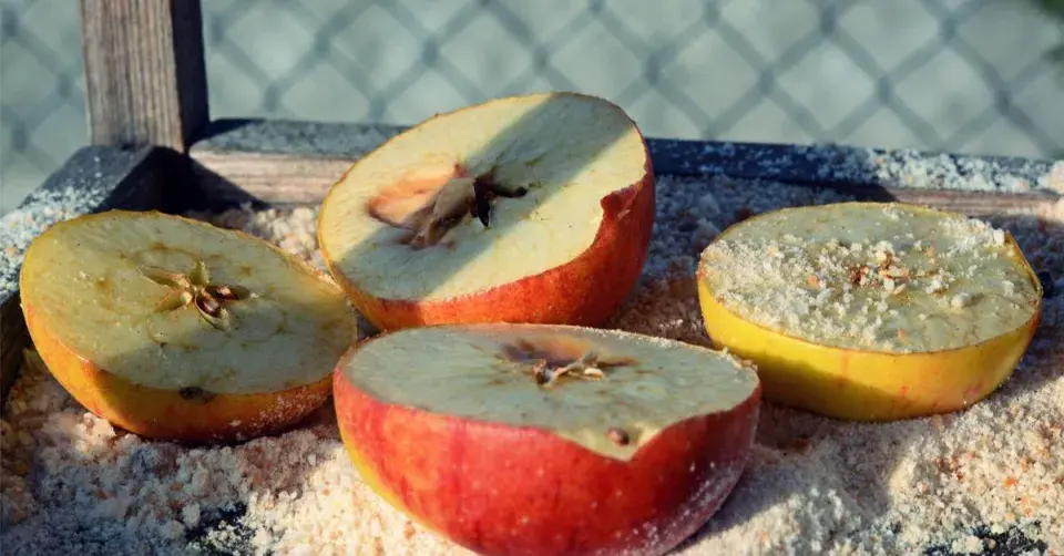 Jablka a strouhanka v krmítku