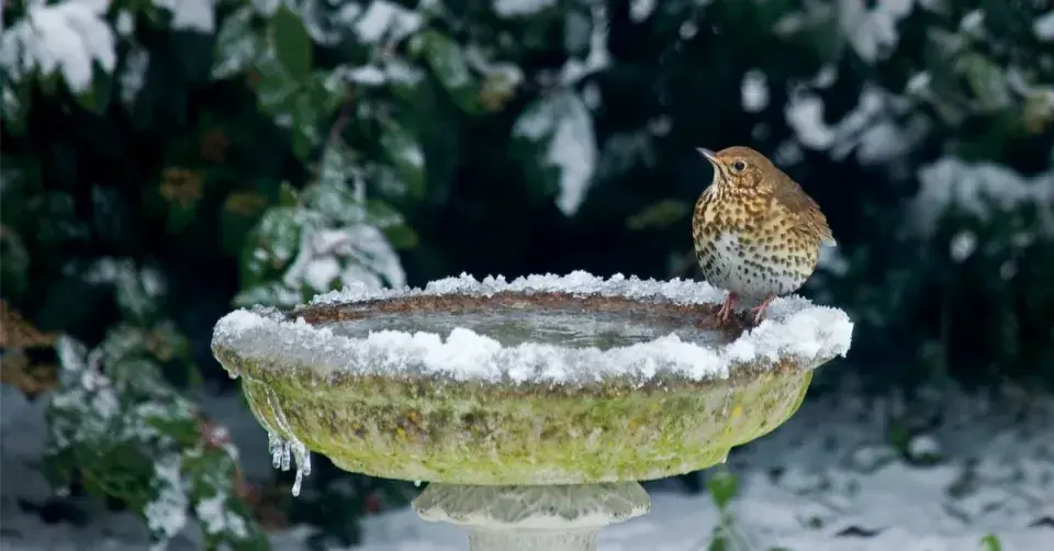 Ptačí pítko v zimě