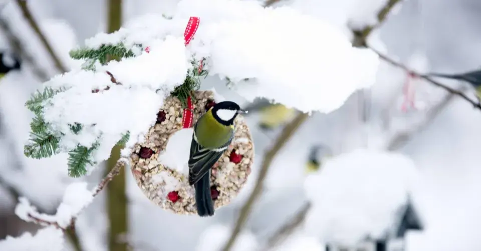 Závěsné krmítko ze semen