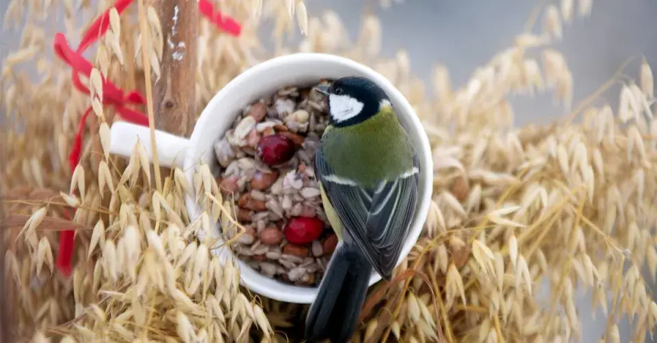 Krmítko z hrníčku