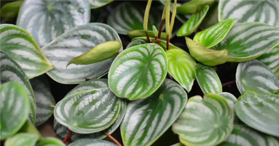 Filodendron šplhavý