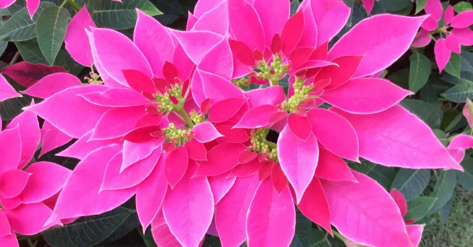 Pryšec sličný, vánoční hvězda