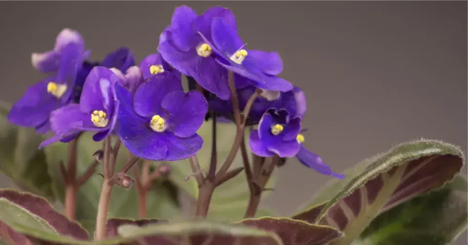 Jonátka africká, africká fialka