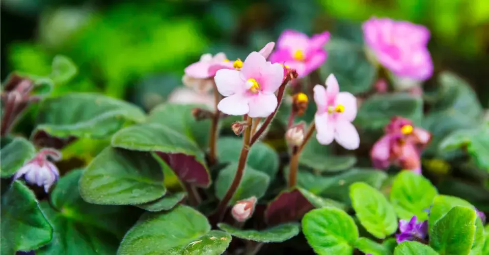 Jonátka africká, africká fialka