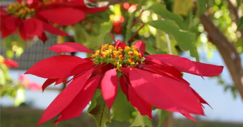 Pryšec sličný, vánoční hvězda