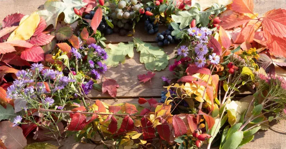 Podzimní listy, květy a plody