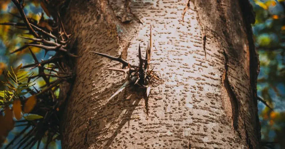 Dřezovec trojtrnný