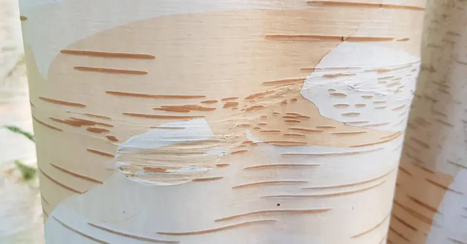 Bříza himálajská