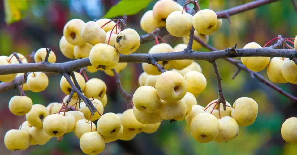 Žlutá okrasná jablíčka