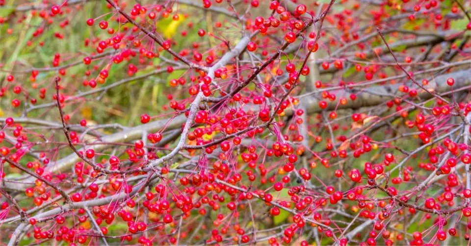 Velké množství okrasných jablíček