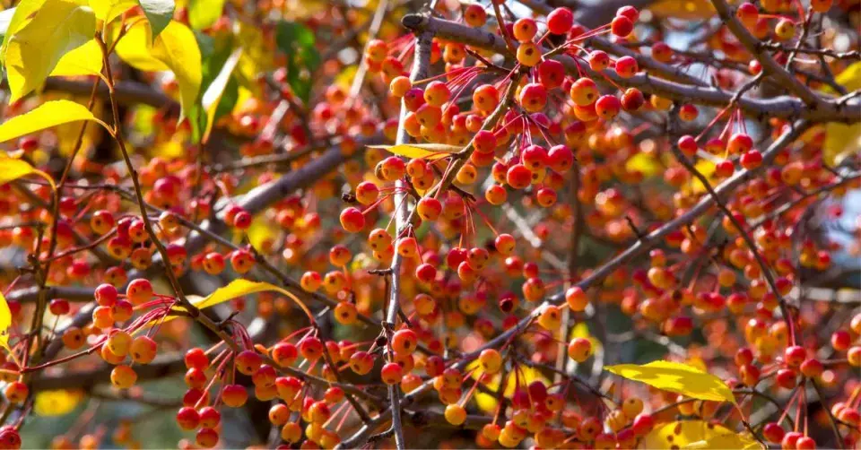 Drobná okrasná jablíčka