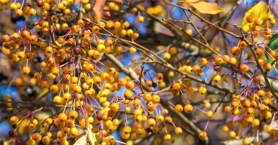 Drobná žlutá okrasná jablíčka
