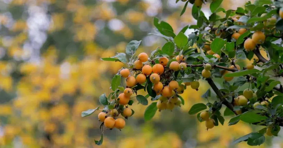 Žlutá okrasná jablíčka