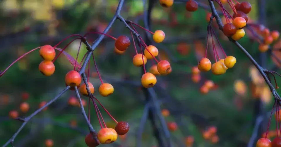 Barevná okrasná jablíčka