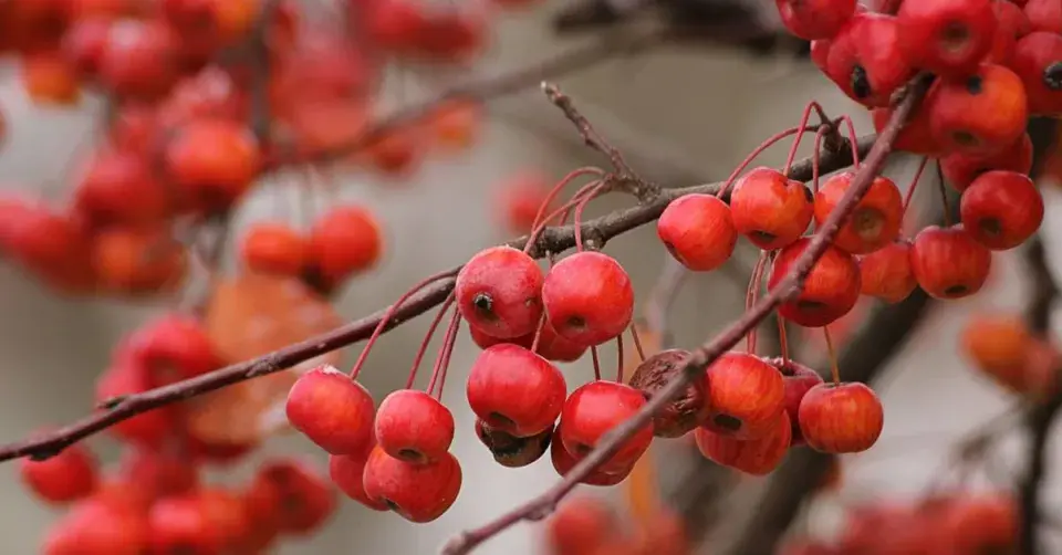 Červené plody okrasné jabloně
