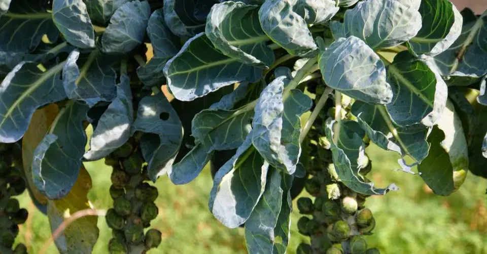 Dozrávající kapustové růžičky