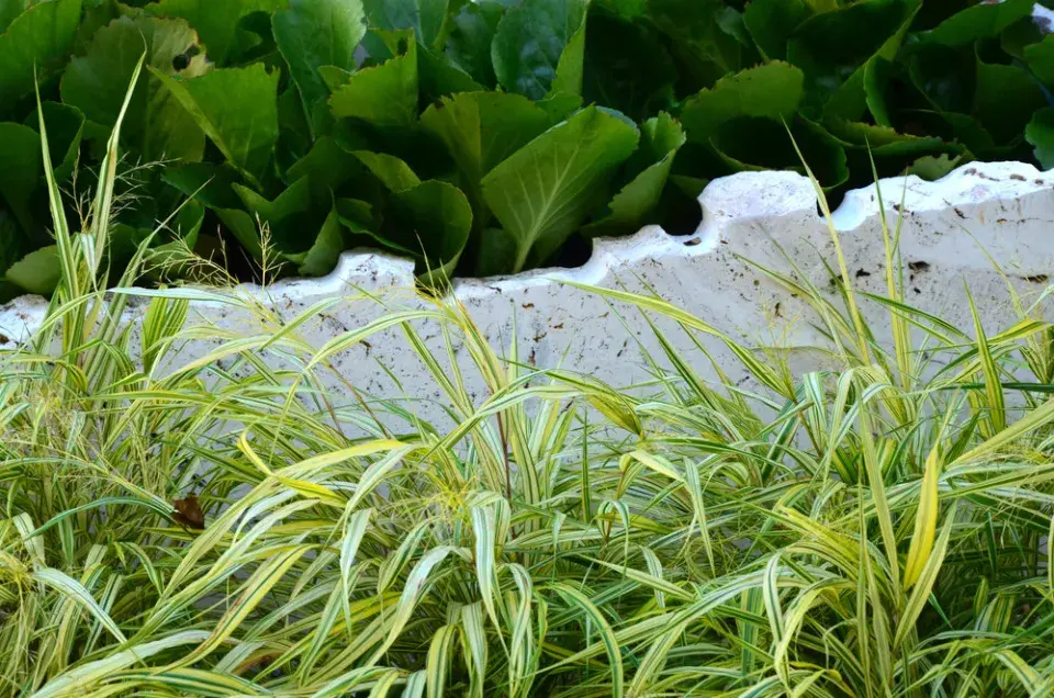 Bergénie, odřezky travertinu a okrasné trávy