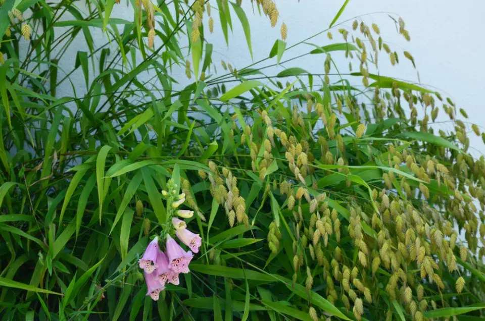 Okrasné trávy a trvalky