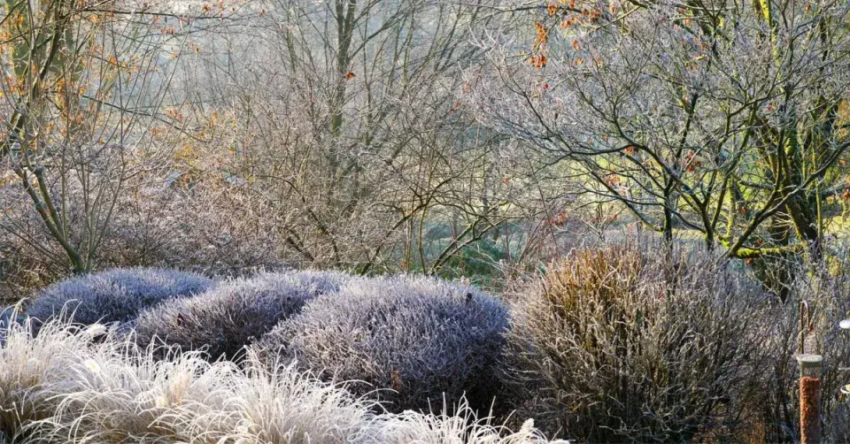 Stromy, keře a trvalky v zimní zahradě