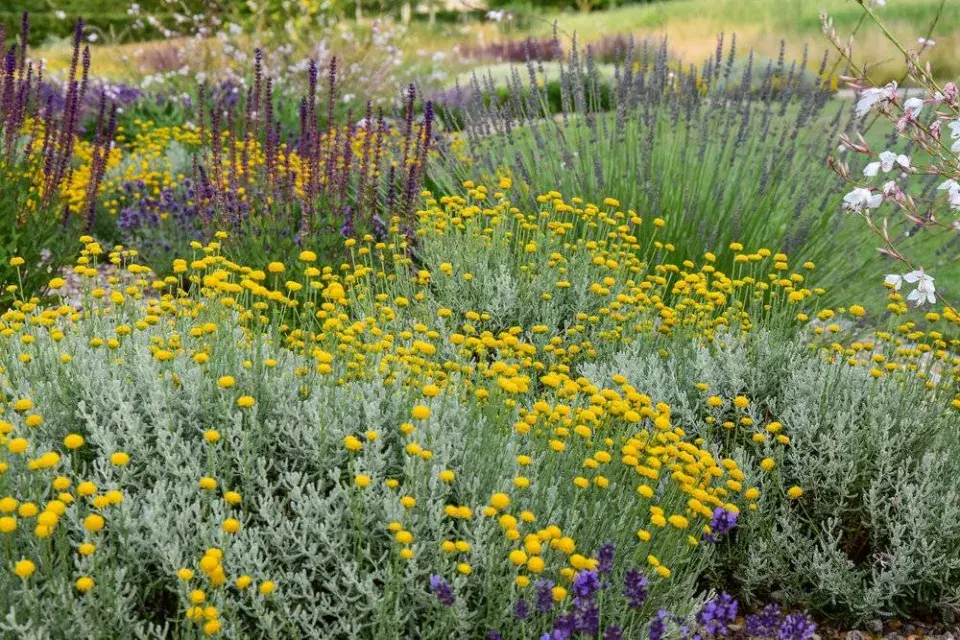 Středomořská výsadba