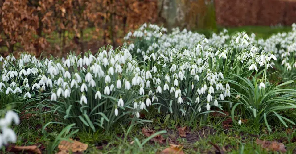Sněženky v trávě
