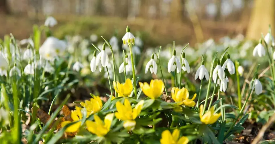Sněženky a talovíny