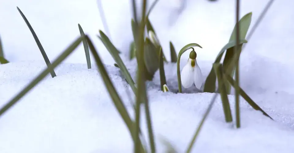 Sněženka pod sněhem