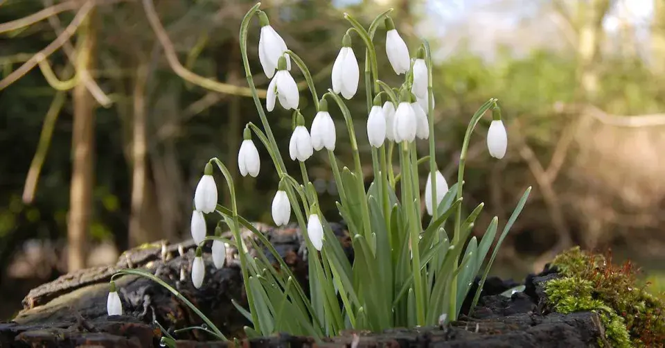 Sněženka na zahradě
