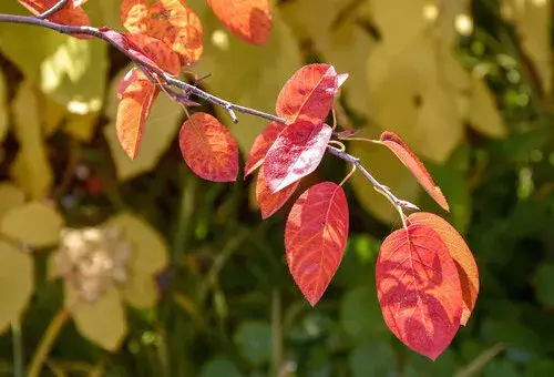 Barevné listy muchovníku