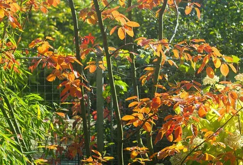 Stromokeř muchovník