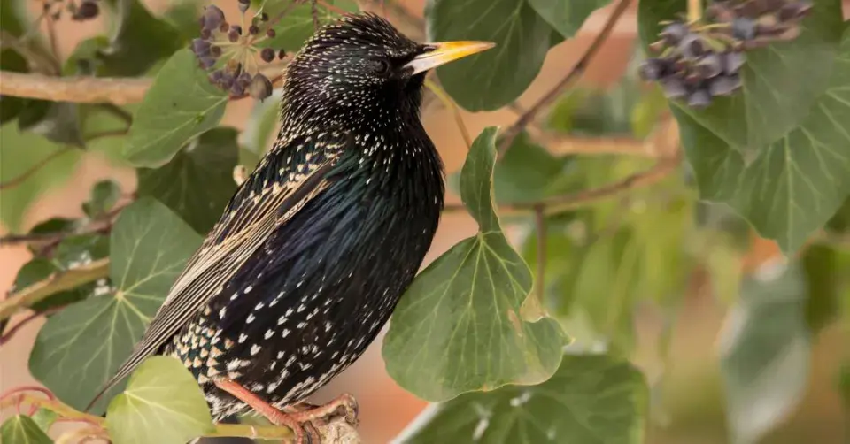 Špaček na břečťanu